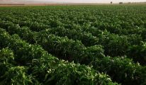 منظمة وطنية فلاحية تكشف ل"سهم ميديا" كيفية تجاوز أزمة ارتفاع الأسعار في سوق الخضر والفواكه