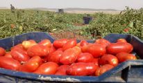 950 قنطار في الهكتار مردود إنتاج الطماطم بالطارف خلال الموسم الحالي