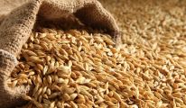 الجزائر خارج قائمة الدول المتضررة من نقص الحبوب جراء الأزمة الأوكرانية