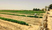 هني: الزراعة الصحراوية قادرة على تحقيق الاكتفاء الذاتي من الحبوب