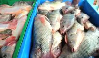 دخول شحنة جديدة من الأسماك عبر المعبر الحدودي البري بين الجزائر وموريتانيا