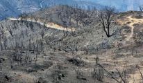 إتلاف 5193 هكتار من الأشجار المثمرة ونفوق 19178 من الحيوانات خسائر الحرائق بتيزي وزو