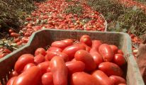 فلاحون بقالمة يستعدون لجني وتحويل الطماطم الصناعية