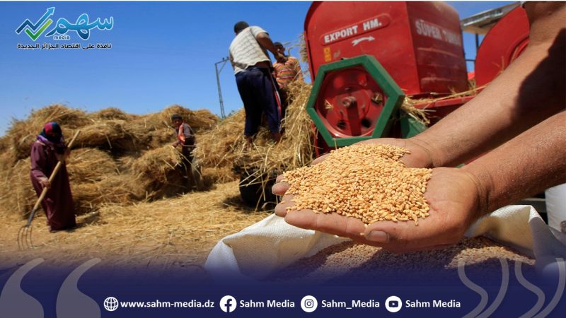 إنتاج القمح: الجزائر تهدف بلوغ معدل 30 قنطار في الهكتار الواحد