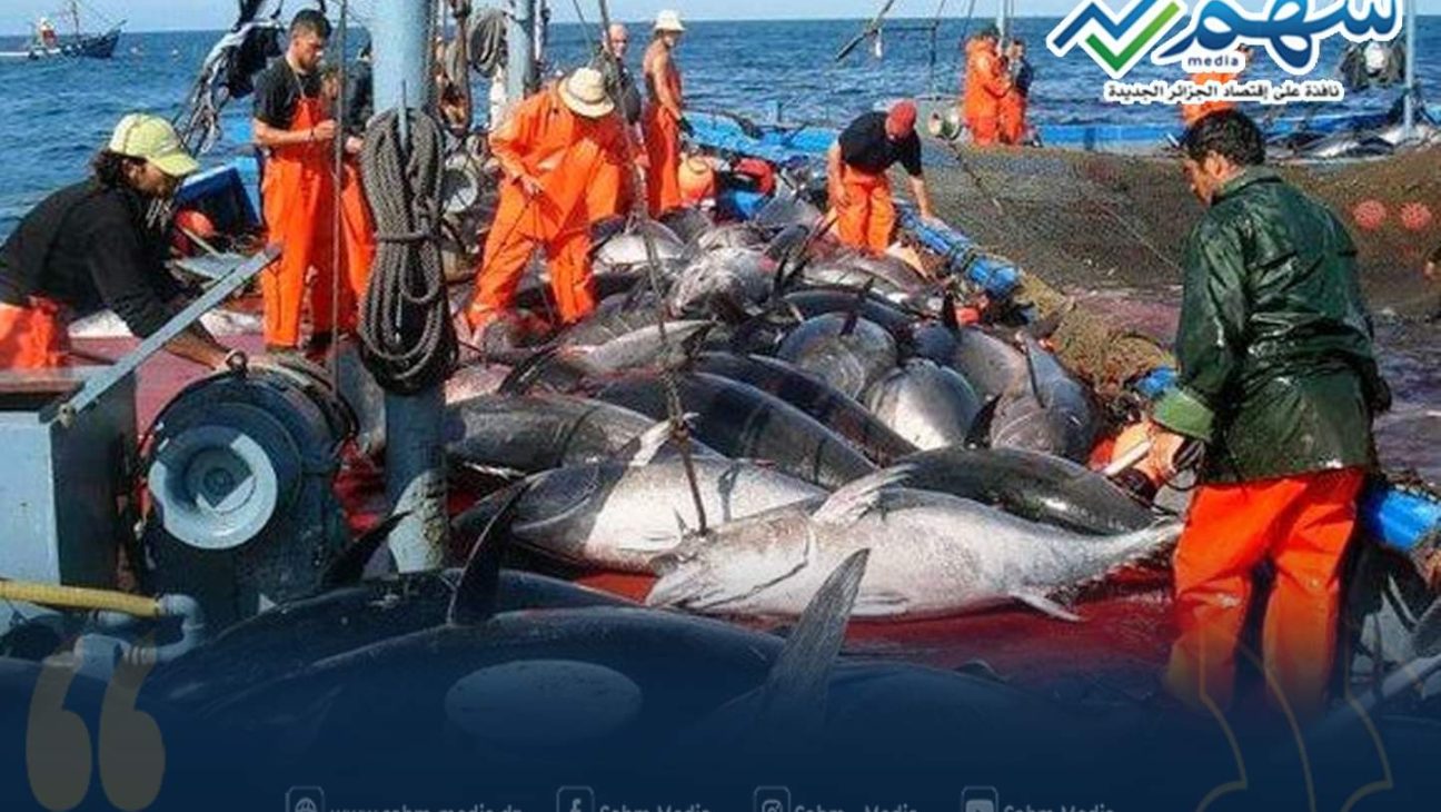 ثلاث سفن مصنوعة بسواعد جزائرية تشارك في إصطياد سمك التونة